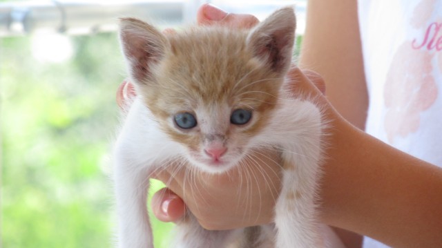 Erkek Kedi Pipisini Neden Yalar Kedi Hayvanlari Blog
